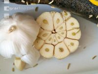 Knoblauchhälfte 2