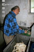 Spargel sortieren J 3