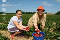Erdbeeren pflücken J 8