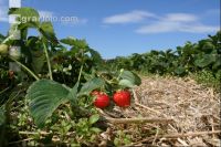 Erdbeeren pflücken J 7