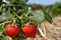 Erdbeeren pflücken J 6