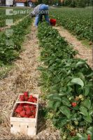 Erdbeeren pflücken J 5