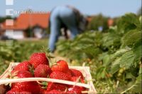 Erdbeeren pflücken J 4