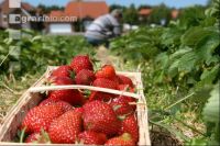 Erdbeeren pflücken J 3