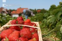 Erdbeeren pflücken J 2