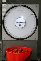 Erdbeeren pflücken J 1