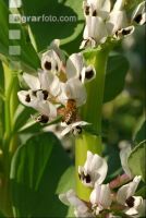 Ackerbohne Blüte 5
