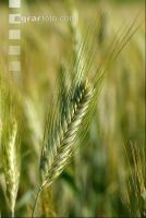 Triticale milchreif 19
