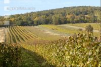 Vineyard autumn 22