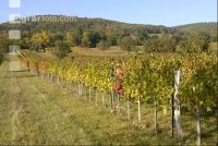 Weingarten Herbst 24