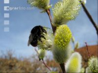 Hummel Weide