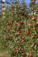 Braeburn Apfel 2