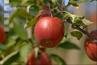 Braeburn Apfel 3