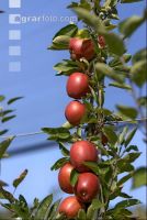 Braeburn Apfel 4