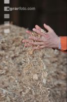 Wood chips 13