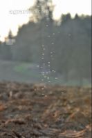 Midge sunlight 1