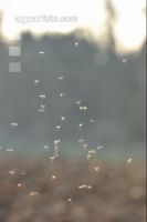 Midge sunlight 2