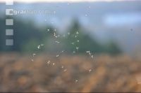 Midge sunlight 3