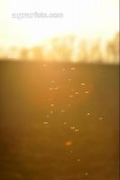 Midge sunlight 4