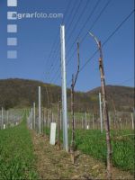 Vine young stand 10