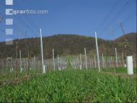 Vine young stand 11
