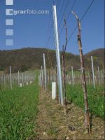 Vine young stand 12