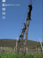 Wein vor Austrieb 1