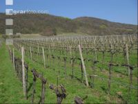 Wein vor Austrieb 2