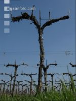 Vine before shoot 4
