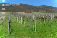Vine before shoot 5