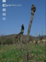 Vine before clearing 2