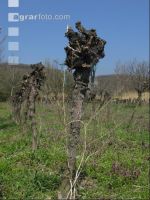 Wein vor Rodung 3