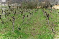 Vine before clearing 4