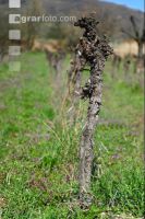 Vine before clearing 5