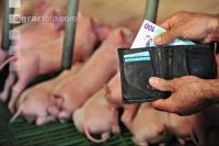 Finanzen Schweine 35