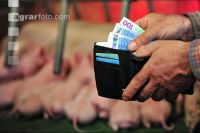Finanzen Schweine 36