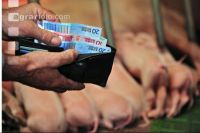 Finanzen Schweine 37