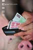 Finanzen Schweine 41