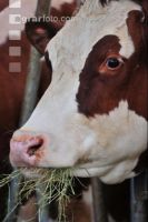 Kuhprotrait Holstein 14