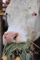 Kuhprotrait Holstein 15