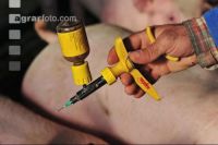 Sau Antibiotika 1