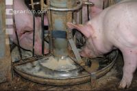 Schweine fressen 20