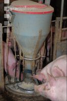 Schweine fressen 19