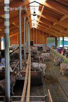 Braunvieh Laufstall 1