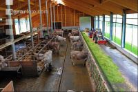 Braunvieh Laufstall 2