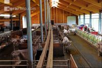 Braunvieh Laufstall 3