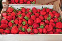 Erdbeeren