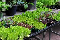 Gartenpflanzenkauf 2