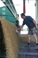 Deliver wheat 82