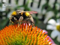 Hummel 1